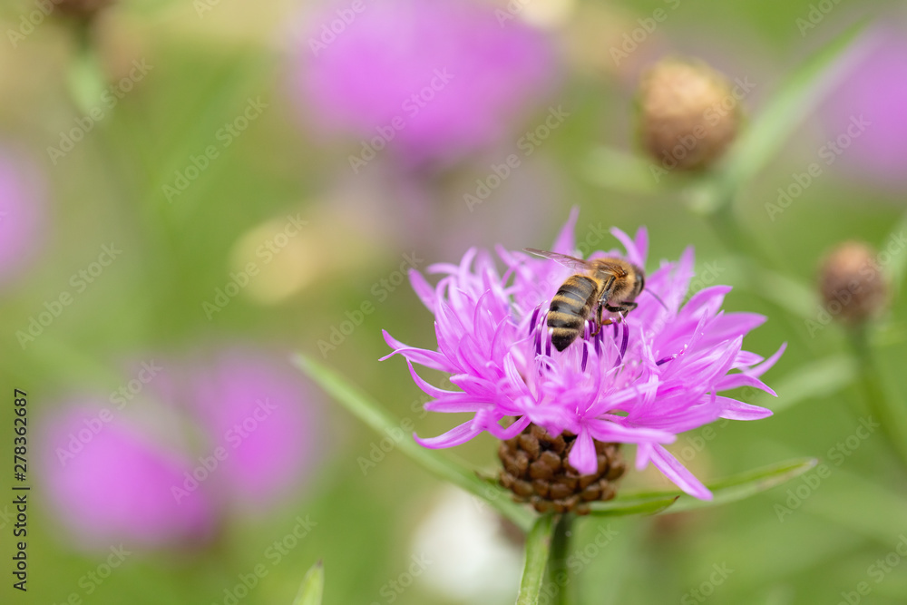 Biene auf lila Blume Biene auf lila Blume