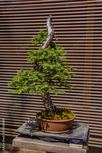 80  year old Spruce Bonsai tree