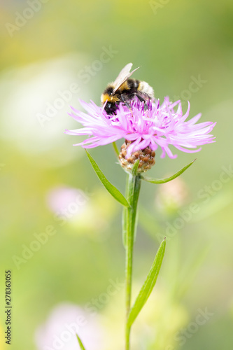 Hummel auf rosa Blume