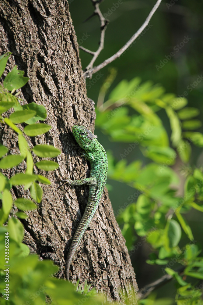 Obraz premium the emerald lizard