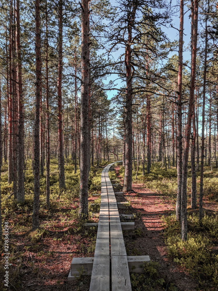 Fototapeta premium path in the forest