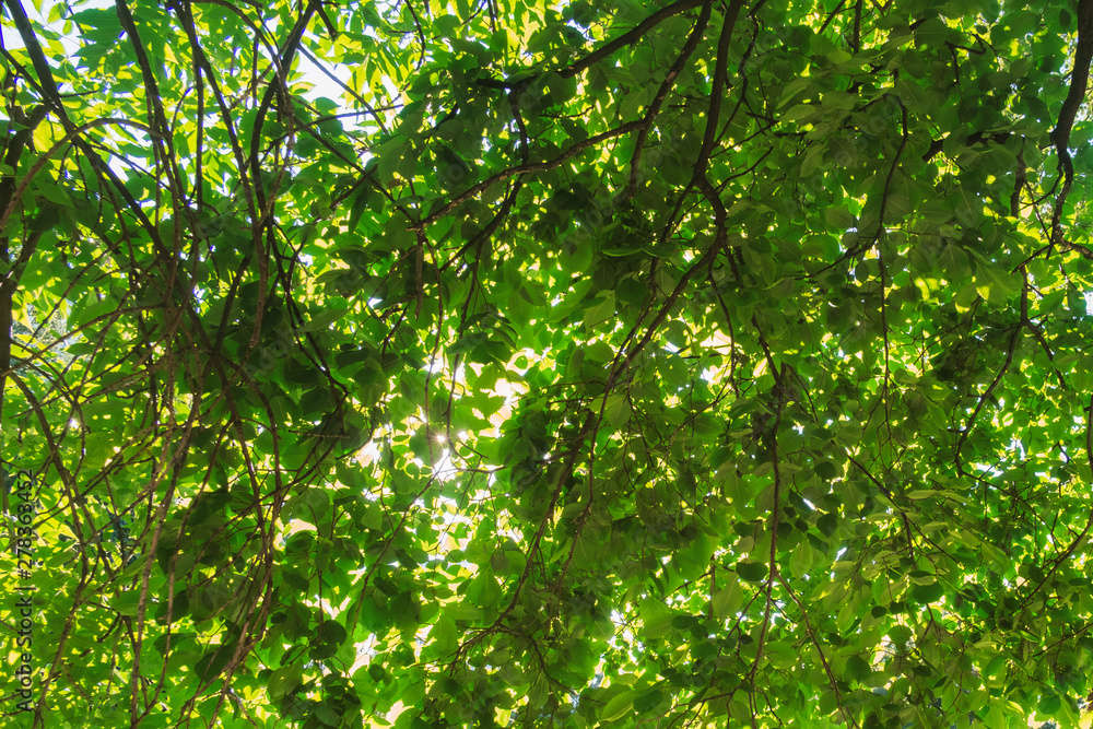 Green foliage with bright sun in spring. Nature green background with space for text. Happy mood. Selective focus. Green foliage with bright sun in spring. Nature green background with space for text. Happy mood. Selective focus.