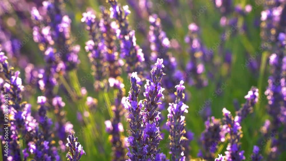 Lavender fields in Valensole, Alpes-de-Haute, Provence, France. / Close up Lavender fields in Valensole, Alpes-de-Haute, Provence, France. / Close up