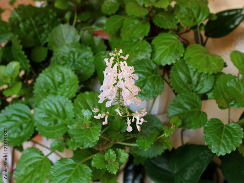 Houseplant Plectranthus verticillatus close up