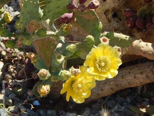 cactus with flowers