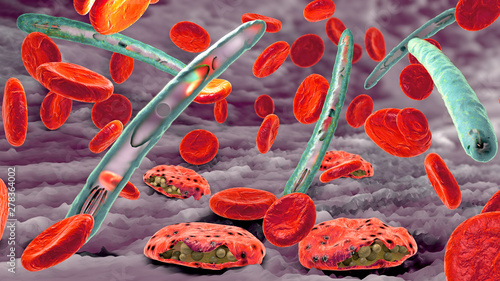Malaria pathogen causing malaria illness and blood cells into blood circulation - 3d illustration photo