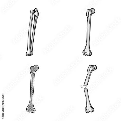 Vector illustration of biology and medical logo. Collection of biology and skeleton vector icon for stock.