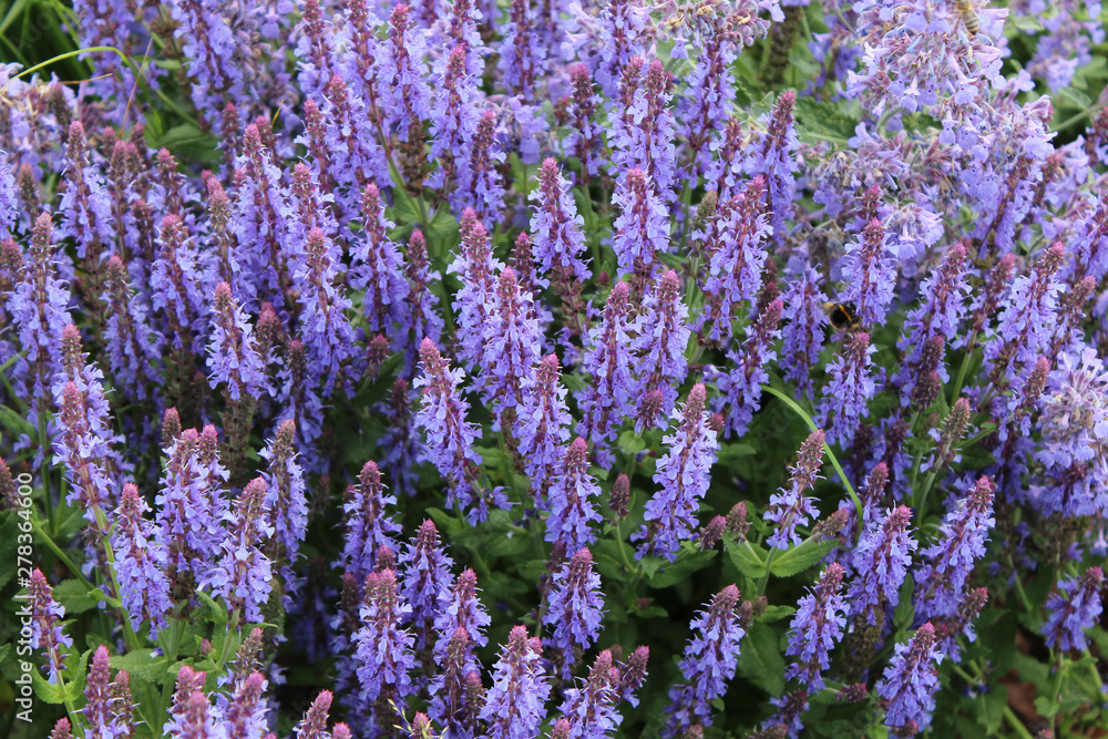 Fototapeta premium Sage, Salvia in the garden