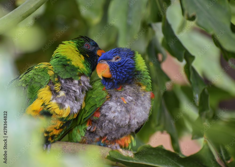 Obraz premium Trichoglossus haematodus capistratus, Edwards lori, Edwards lorikeet. Green head with blue streaking, breast pale yellow, green abdomen. Two birds sitting on the branch. Birds love