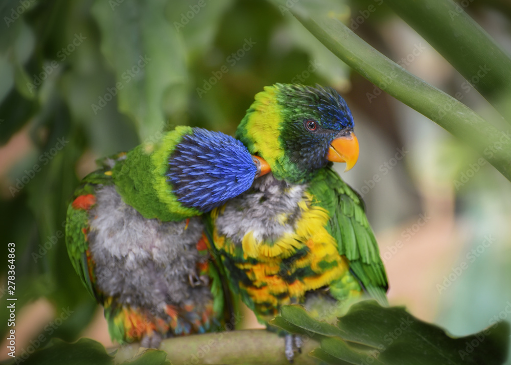 Naklejka premium Trichoglossus haematodus capistratus, Edwards lori, Edwards lorikeet. Green head with blue streaking, breast pale yellow, green abdomen. Two birds sitting on the branch. Birds love