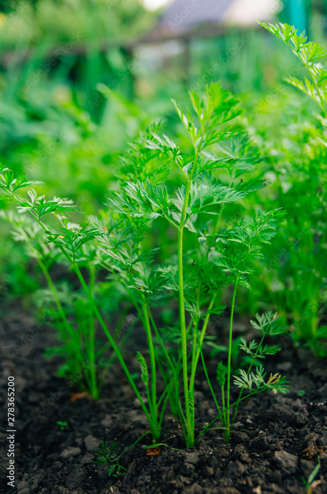 Carrot bush in the garden bed in the summer. Carrot leaves.
