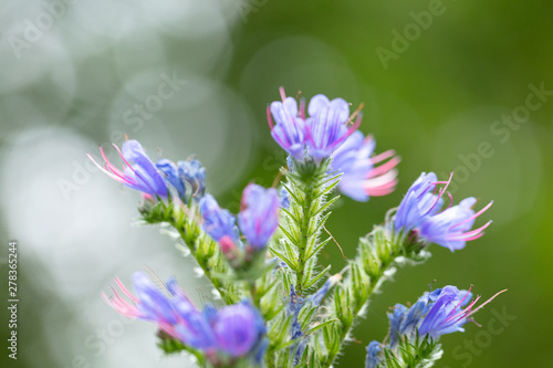 blue flowers