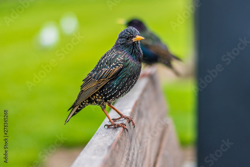 Colourful bird on bench 