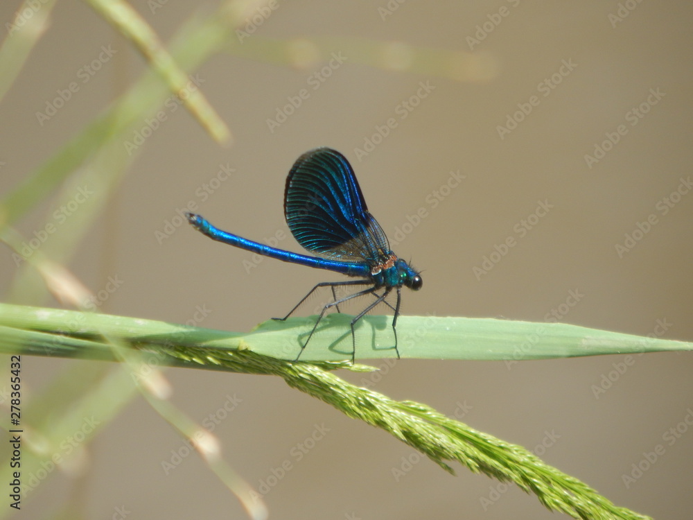 dragonfly on a blade of grass
