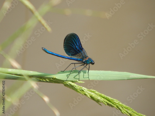 dragonfly on a blade of grass