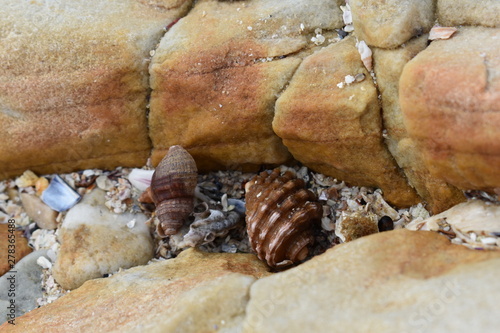 Sea Shells Cape St Francis