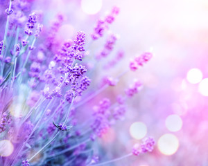 Gartenposter Blumen Lavendel. Blühende duftende Lavendelblüten auf einem Feld, Nahaufnahme. Violetter Hintergrund des wachsenden Lavendels, der im Wind schwankt. Aromatherapie  © Subbotina Anna