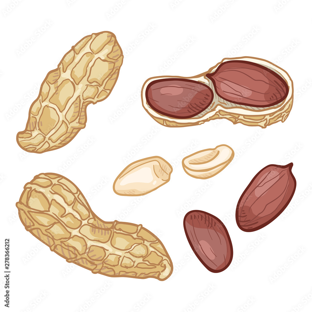 Vector Set of Cartoon Peanuts. Vector Set of Cartoon Peanuts.