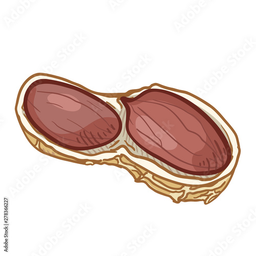 Vector Single Cartoon Peanut