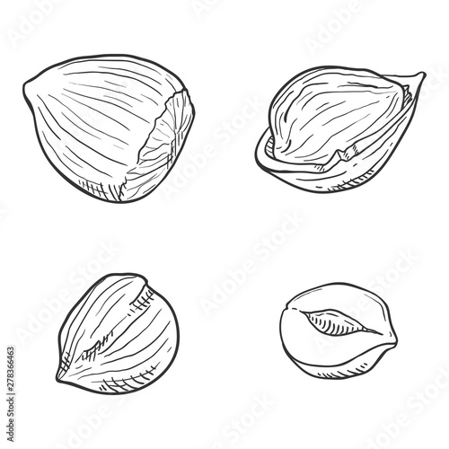 Vector Set of Sketch Hazelnuts