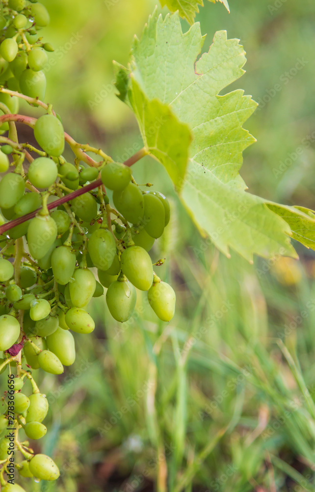 green bunch of grapes on a branch green bunch of grapes on a branch