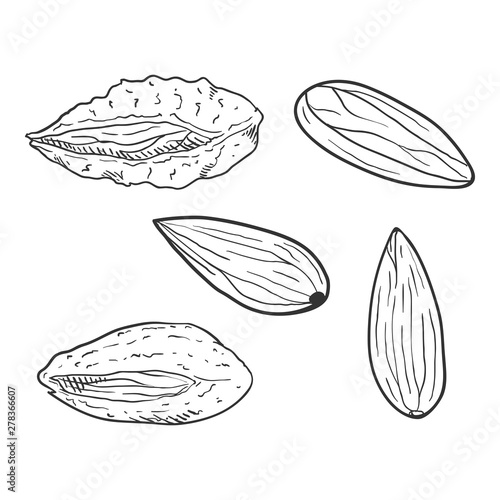 Vector Set of Sketch Almond Nuts