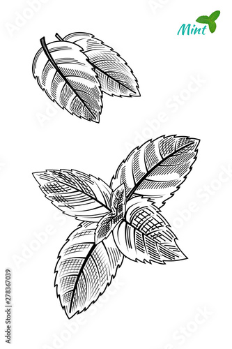 Mint hand sketch vector illustration. Peppermint engraved drawing of menthol leaves isolated on white background. Leaf herbal spearmint plant.