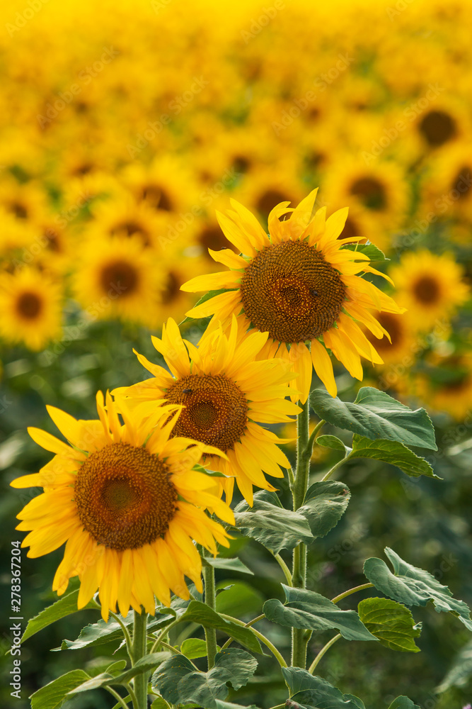 sunflower flowers on the field as background