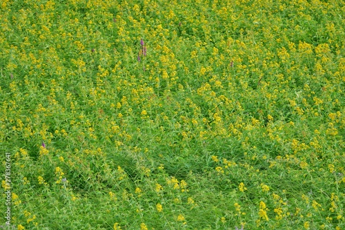 field of yellow flowers
