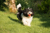Schapendoes Puppy playing in garden