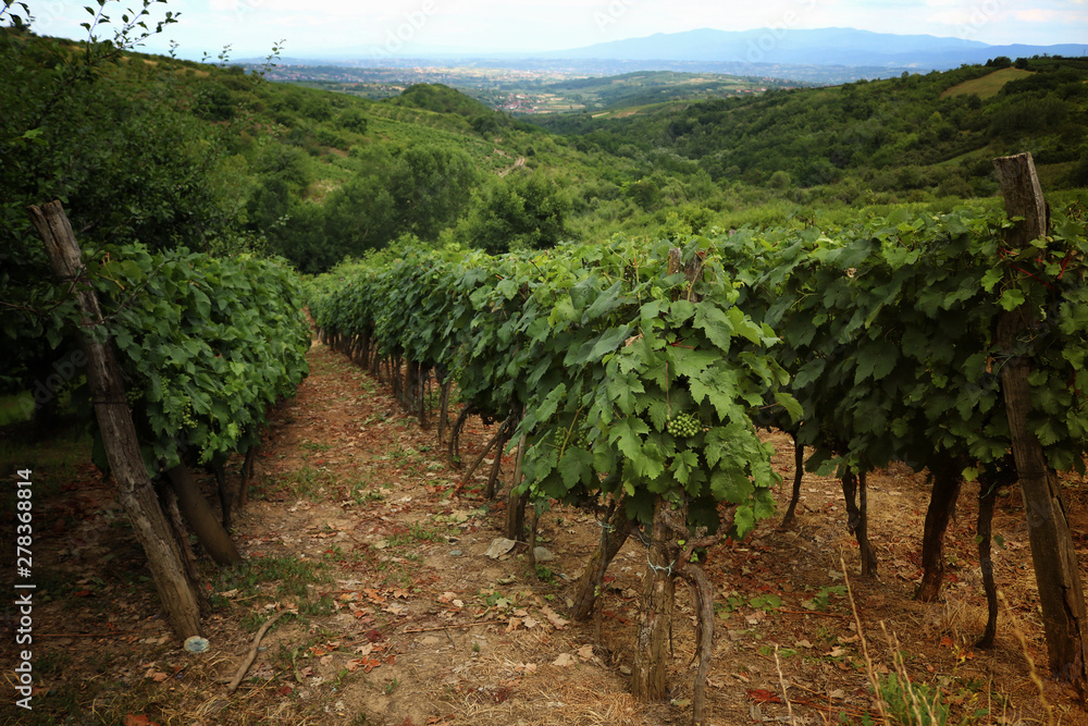Beautiful vineyard fields in Serbia Beautiful vineyard fields in Serbia