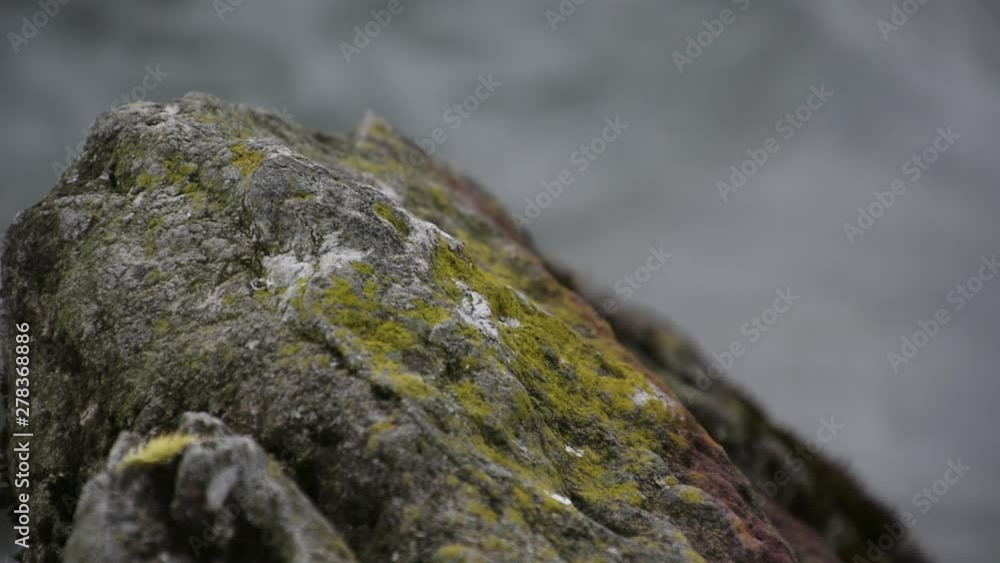 View of a rock covered in moss in the middle of a river View of a rock covered in moss in the middle of a river