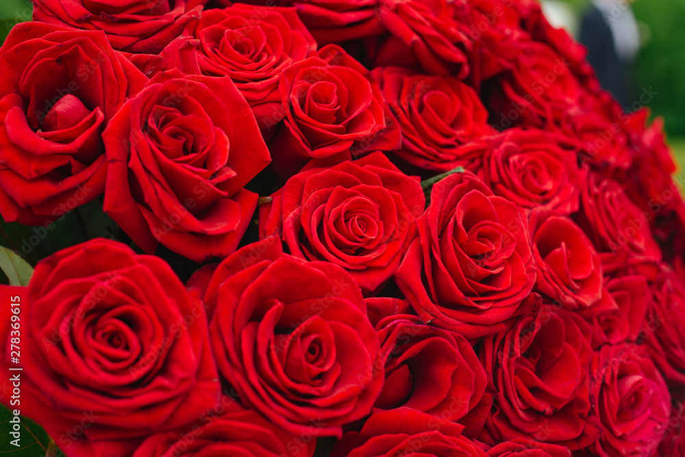 Natural red roses background. Flower bright background. Natural red roses background. Flower bright background.