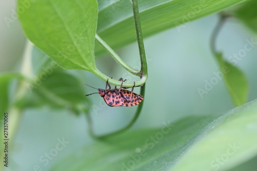 Red and black striped bug
