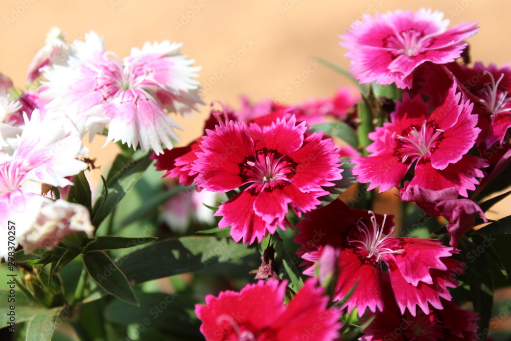 Obraz premium bouquet of flowers