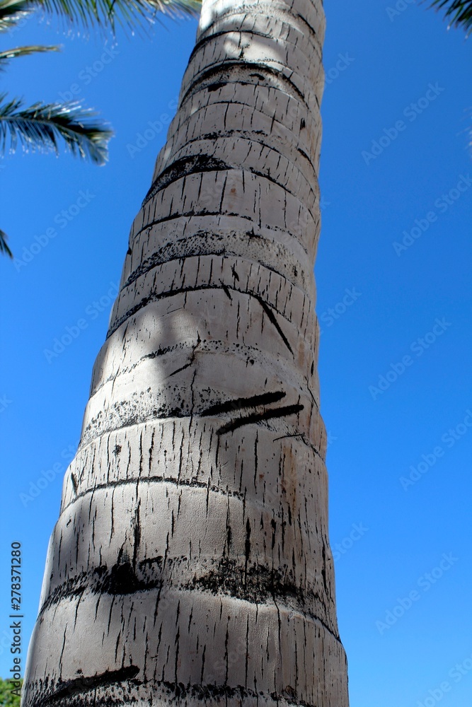 Palm tree trunk on blue background