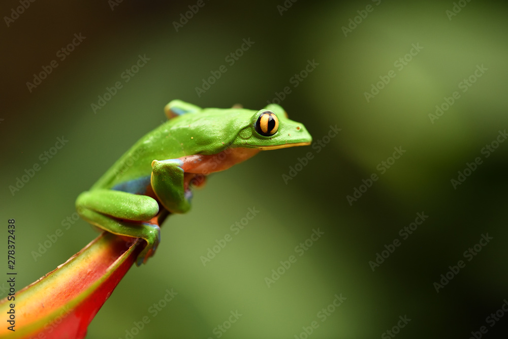 Obraz premium Blue-sided Tree Frog on flower