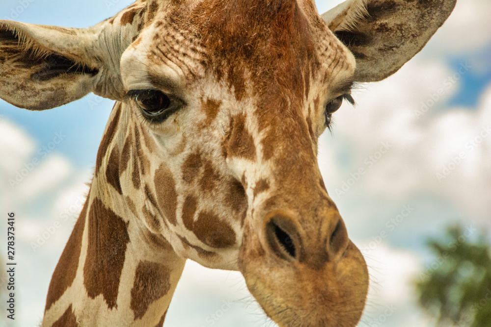 Naklejka premium Giraffe Staring at me