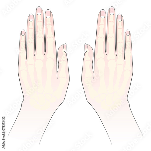 Anatomy Bones hand. Palm and fingers with nails. Vector image on white background.