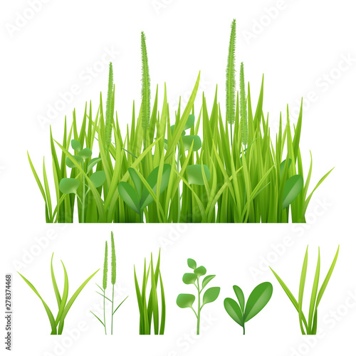 Green grass. Fresh garden elements nature vector pictures of herbs and leaves. Fresh growth grass, green nature environmental, weed botanical environment illustration