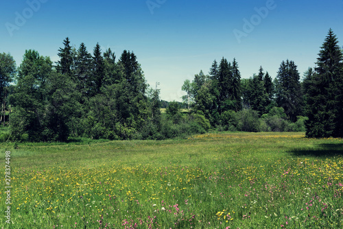 A beautiful meadow with yellow and pink flowers and many trees on background. © Rabinger
