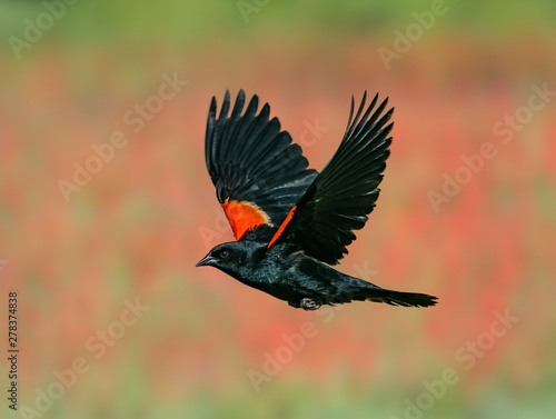 Red-Winged Blackbird Past the Penstemon - A male red-winged blackbird flies past a flower patch of Eaton's Penstemon flowers. Silverthorne, Colorado. photo