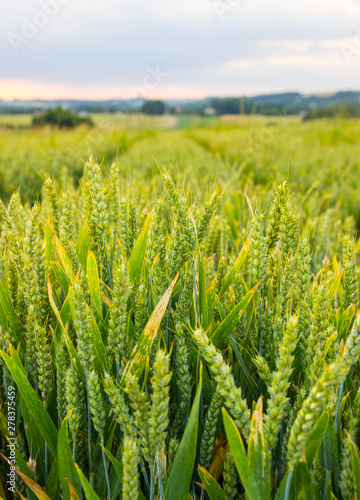 Polish arable fields. Rural landscape. Ripening cereals.