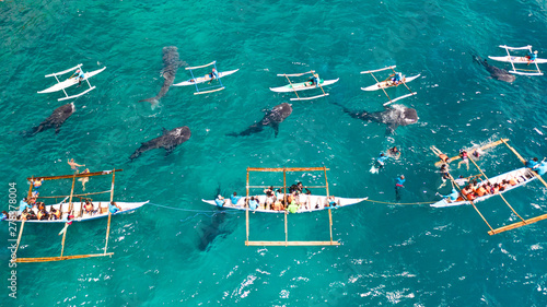 Tourists are watching whale sharks in the town of Oslob, Philippines, aerial view. Summer and travel vacation concept. People snorkeling and and watch whale sharks from above. Oslob, a famous spot for