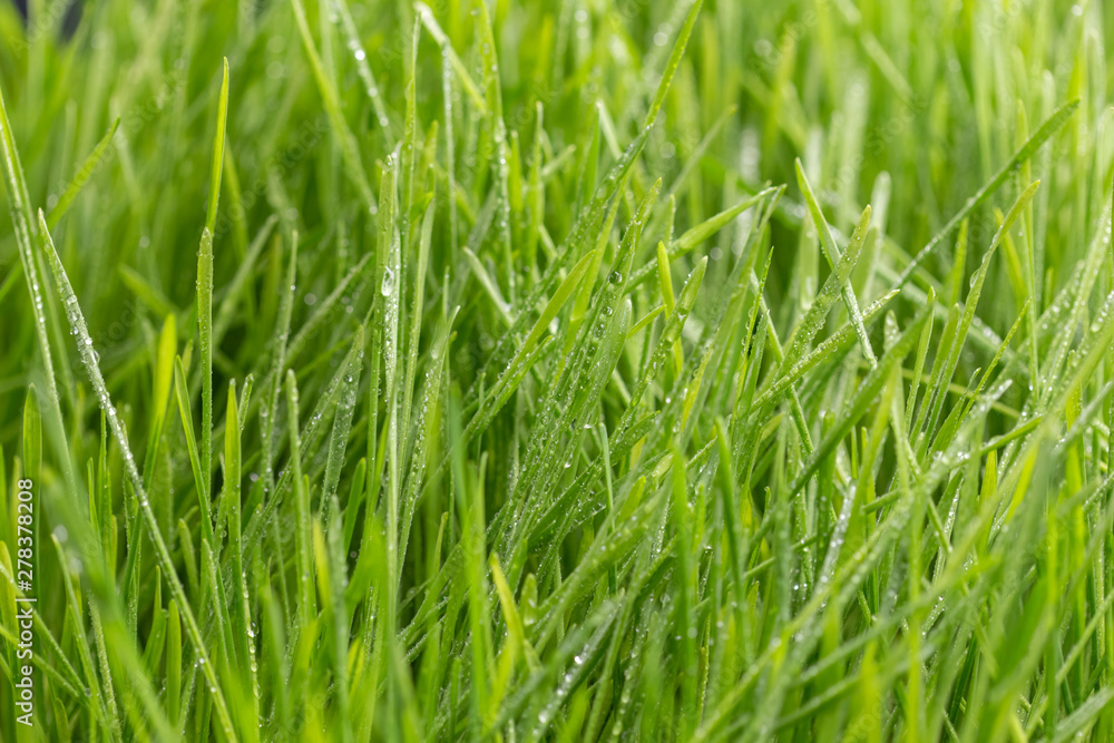 Fresh green grass with dew drops closeup. Nature Background Fresh green grass with dew drops closeup. Nature Background