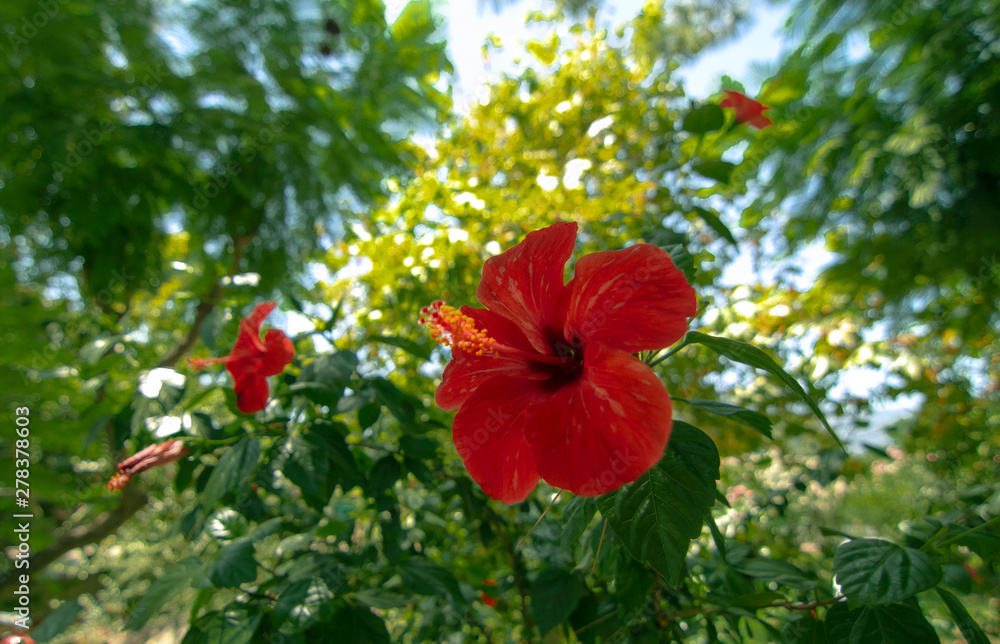 red flowers growing on the tree
