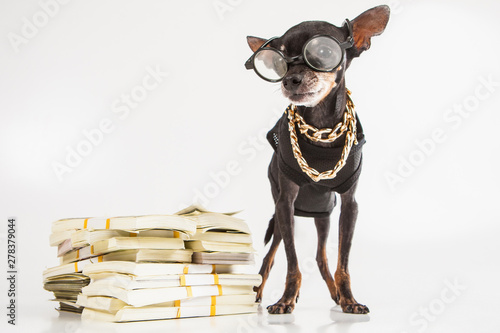 A small doggy with banknote...
