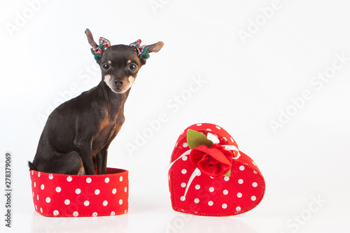Dog sitting in a gift box. ...
