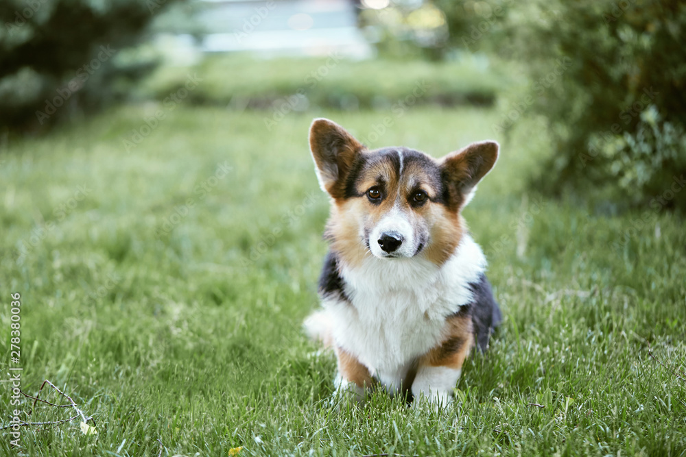 Lonely Welsh Corgi dog with sad eyes sitting on the grass in the park and waiting for the owner. Portrait of Pembroke Welsh Corgi, cute Corgi dog posing outdoors.