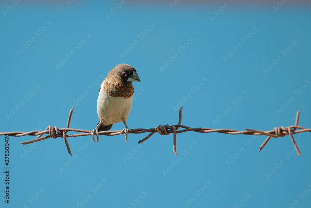 Fototapeta premium sparrow on branch